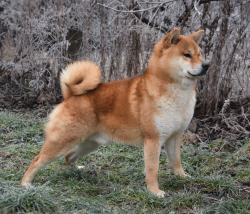 picture of dog