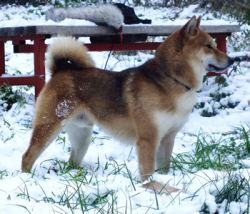 picture of dog