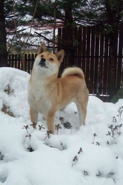 picture of dog