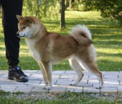 picture of dog
