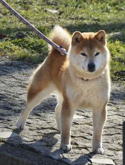 picture of dog