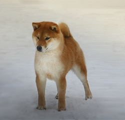 picture of dog