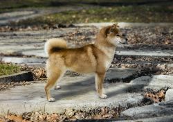 picture of dog