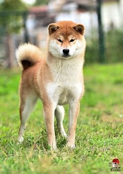 picture of dog
