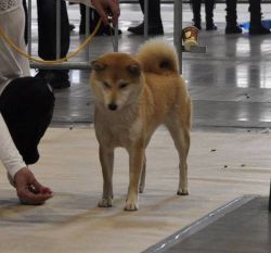 picture of dog