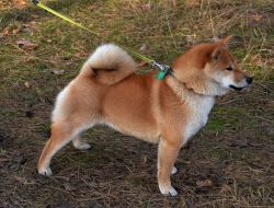 picture of dog