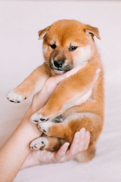 picture of dog