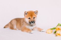 picture of dog