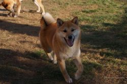 picture of dog