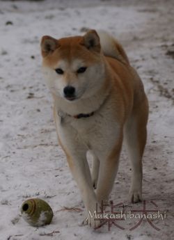 picture of dog