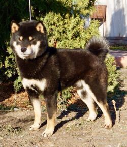 picture of dog