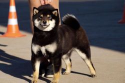 picture of dog