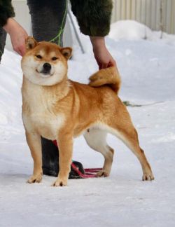 picture of dog