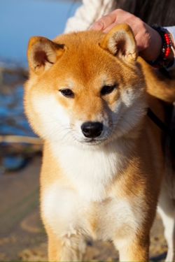 picture of dog