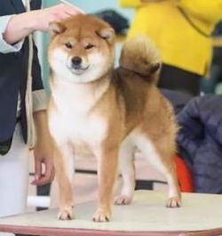 picture of dog