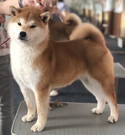 picture of dog