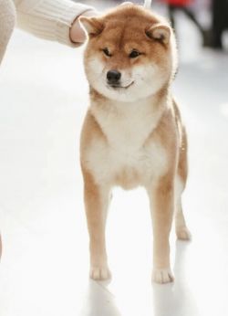 picture of dog