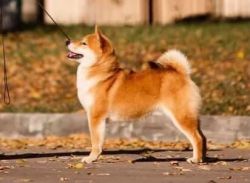 picture of dog