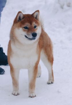 picture of dog