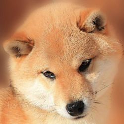 picture of dog