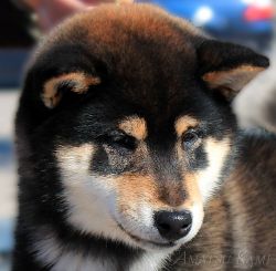 picture of dog