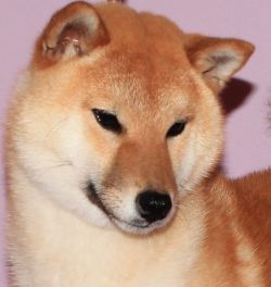 picture of dog