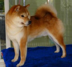 picture of dog