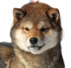 picture of dog