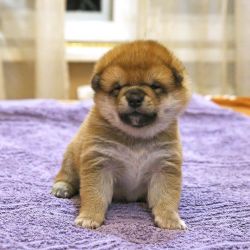 picture of dog