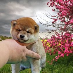 picture of dog