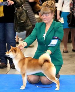 picture of dog