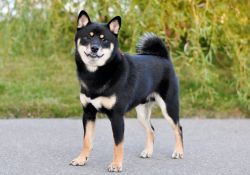 picture of dog