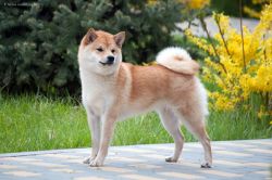 picture of dog