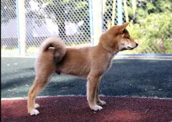 picture of dog