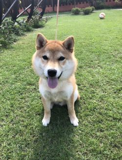 picture of dog