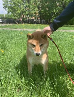 picture of dog