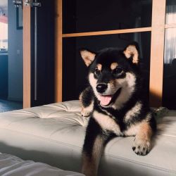 picture of dog