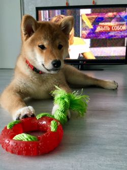 picture of dog
