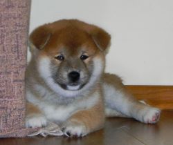 picture of dog
