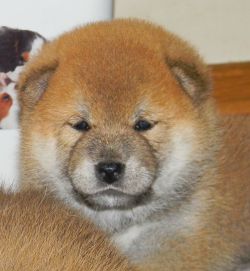 picture of dog
