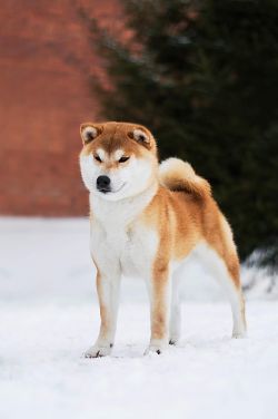 picture of dog
