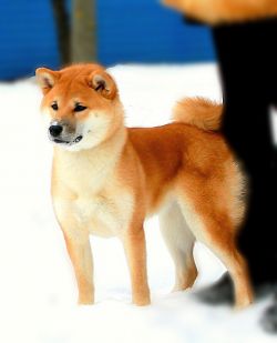picture of dog