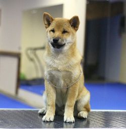 picture of dog