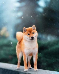 picture of dog