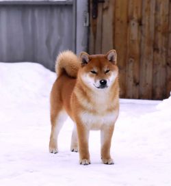 picture of dog