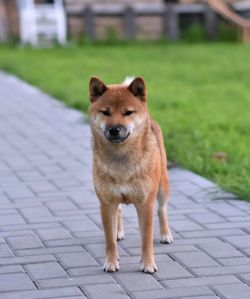 picture of dog