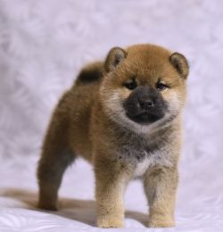 picture of dog