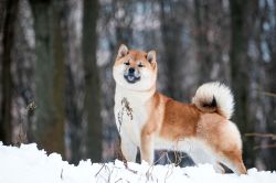 picture of dog