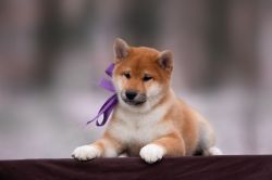 picture of dog