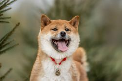 picture of dog